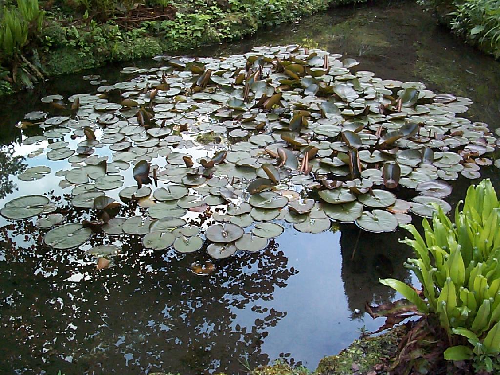 Pond building and the finished ponf with water lilies covering half the water surface.